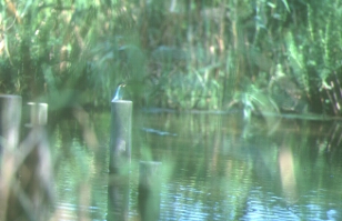 Nikon F5 300~F4 RVP 2000N7Be