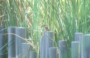 Nikon F90XS 300~ 2{eR EBX 99N9Be